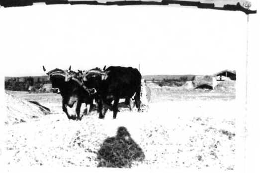 126 Narda en la trilla